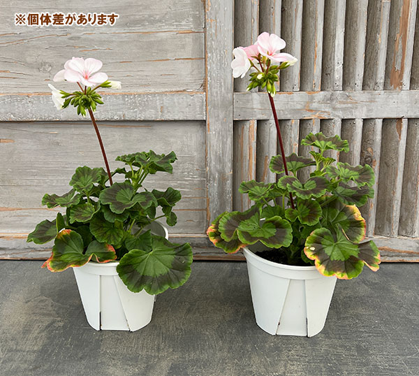 ゼラニウム 苗のおすすめ人気商品一覧 通販 - Yahoo!ショッピング