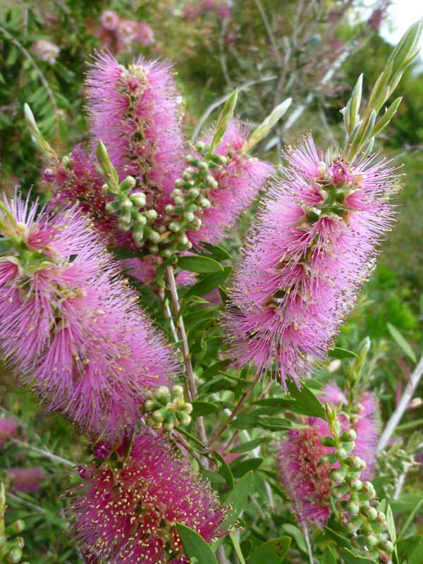 金宝樹 ピンクのおすすめ人気商品一覧 通販 - Yahoo!ショッピング