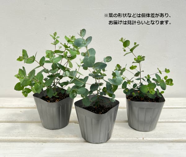 花木 庭木の苗/ユーカリ：シルバードロップ3.5号ポット｜engei｜02