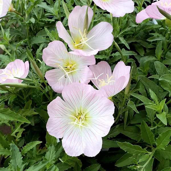 ツキミソウ 桃色昼咲月見草 花タネ : 園芸ネット - 通販 - Yahoo