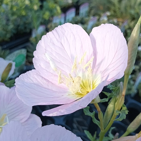 月花 ツキミソウ 桃色昼咲月見草 花タネ : 園芸ネット - 通販 - Yahoo