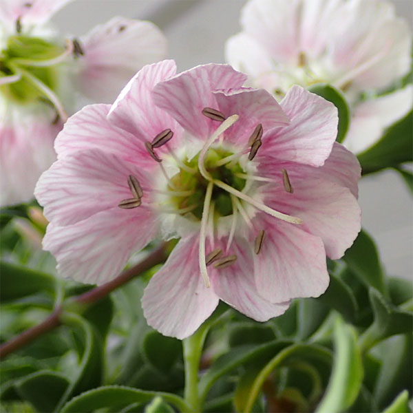 草花の苗 サマーセール (わけあり特価)シレネ...の詳細画像3