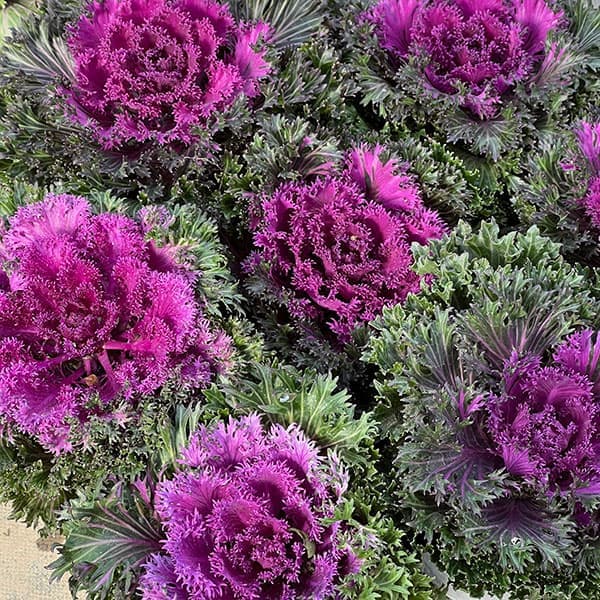 ケール苗のおすすめ人気商品一覧 通販 - Yahoo!ショッピング