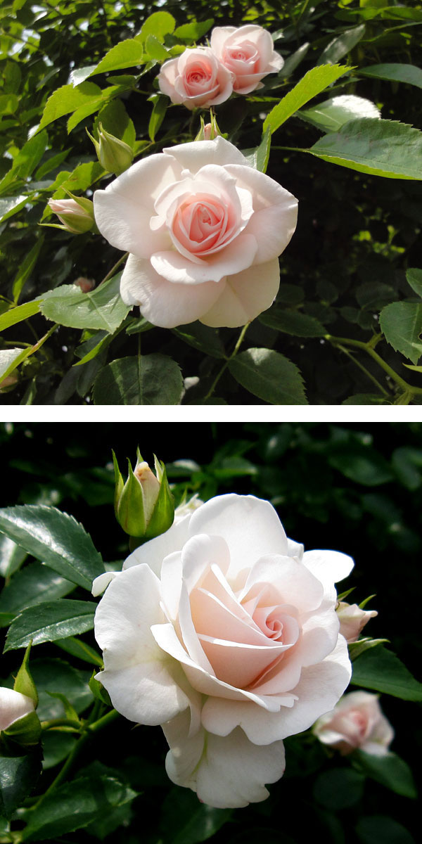 バラの苗/シュラブローズ：ホワイト〜ピンク系（大苗）3品種セット 