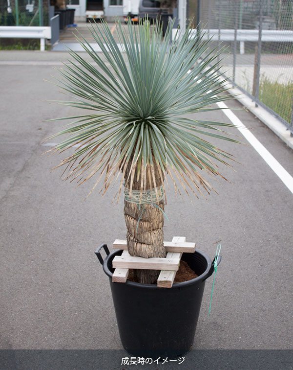 ユッカ ロストラータ（観葉植物） | 花、ガーデニング のおすすめ人気