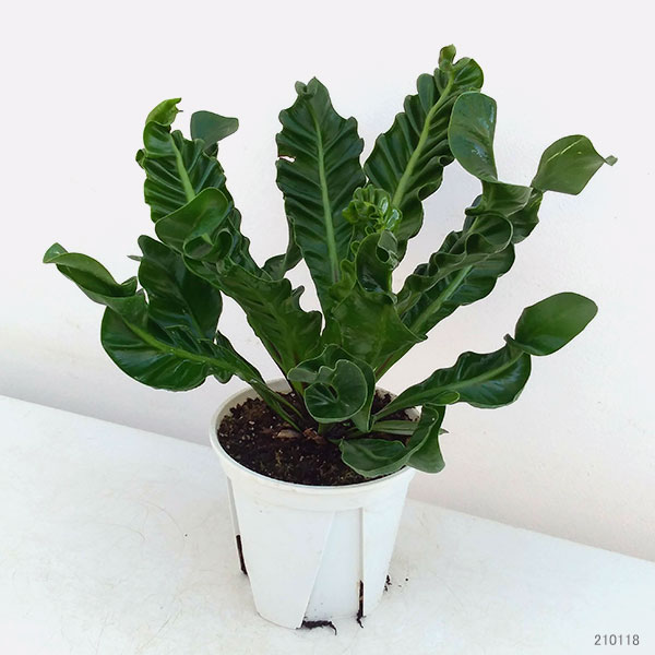 アスプレニウム（観葉植物） | 花、ガーデニング のおすすめ人気