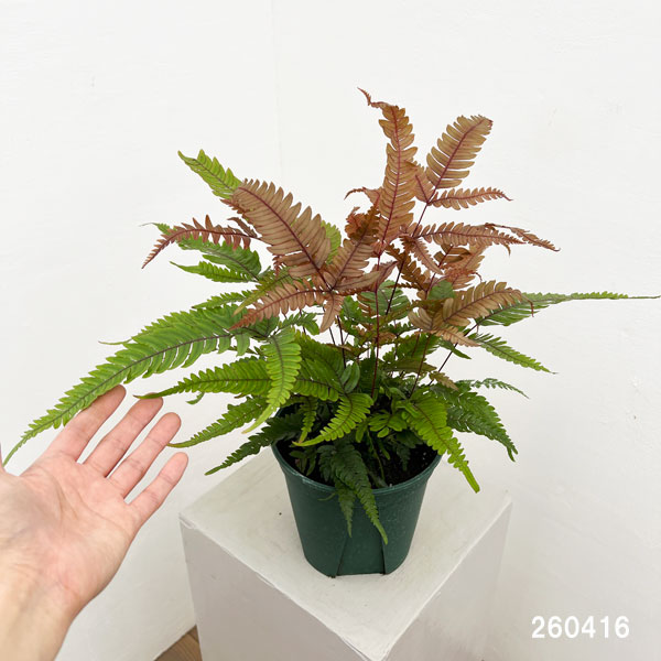 観葉植物 プテリス トリカラー 5号鉢植えの詳細画像5