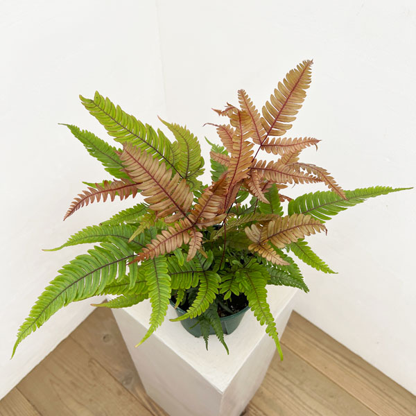 観葉植物 プテリス トリカラー 5号鉢植えの詳細画像1