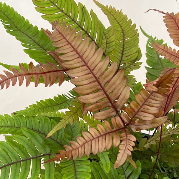 観葉植物 プテリス トリカラー 5号鉢植えの詳細画像2