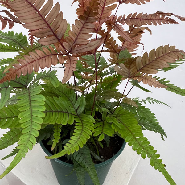 観葉植物 プテリス トリカラー 5号鉢植えの詳細画像3