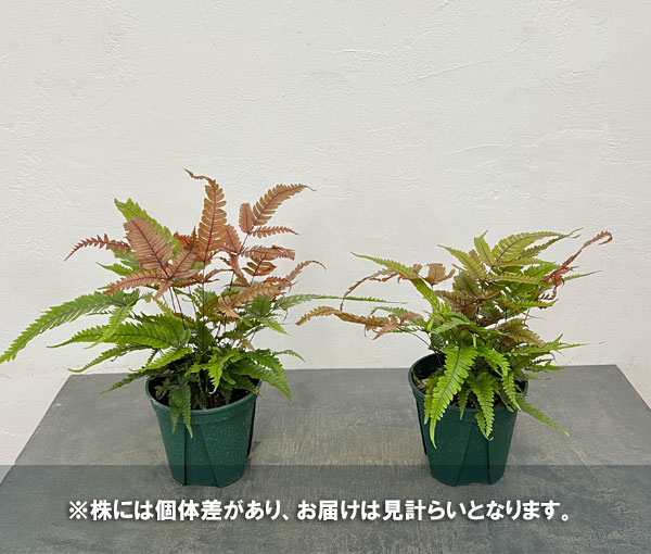観葉植物 プテリス トリカラー 5号鉢植えの詳細画像4