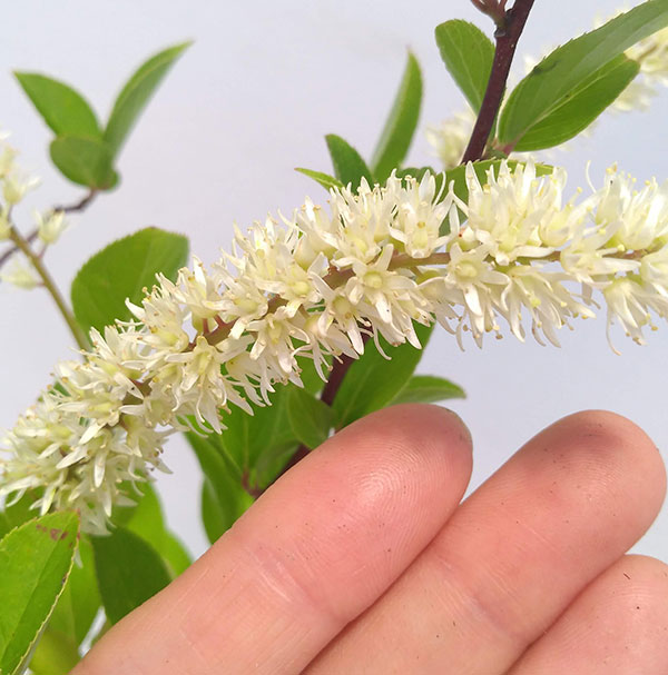 花木 庭木の苗 コバノズイナ リトルヘンリー ...の詳細画像5