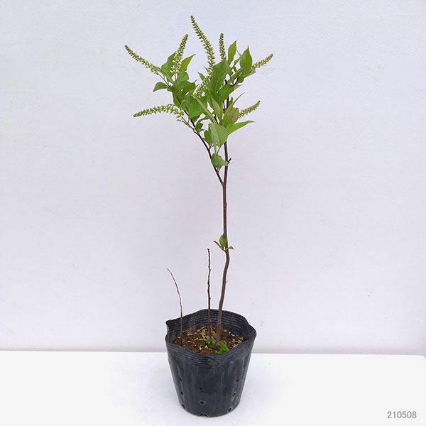 白樺（落葉樹の植木、庭木）｜苗木、植木 | 花、ガーデニング の