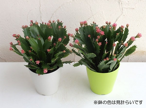 デンマークカクタスのおすすめ人気商品一覧 通販 - Yahoo