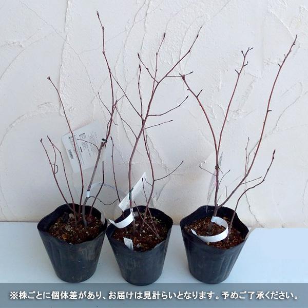 花木 庭木の苗/ジューンベリー：リージェント5号ポット｜engei｜02