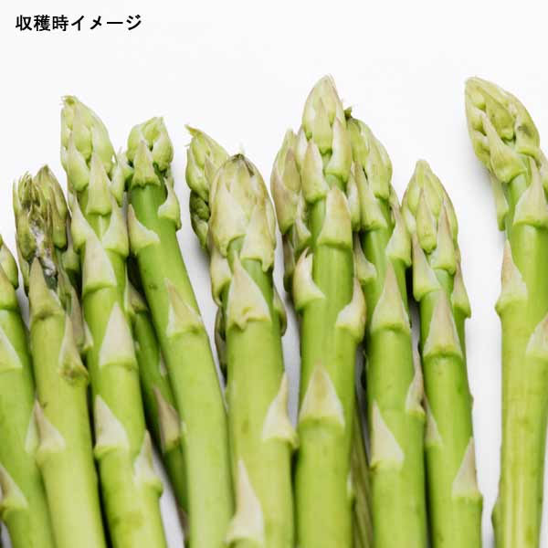 紫アスパラガス 苗の商品一覧 通販 - Yahoo!ショッピング