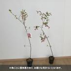 花木 庭木の苗/ハナカイドウ(海棠・マルス)4...の詳細画像2