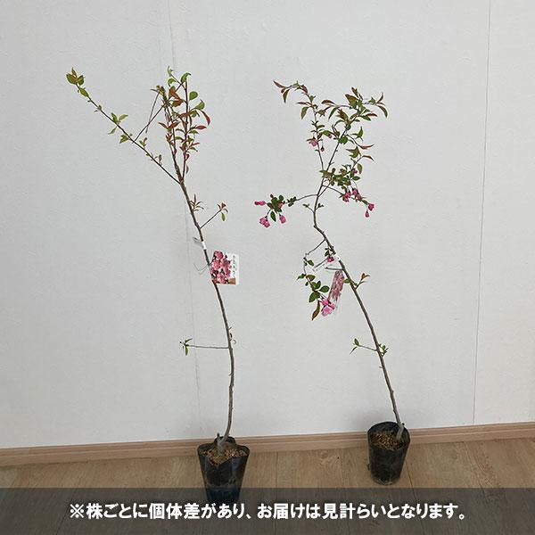 花木 庭木の苗/ハナカイドウ（海棠・マルス）4〜5号ポット＊｜engei｜03