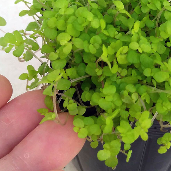 観葉植物 ベビーティアーズ ライトグリーン系3...の詳細画像1