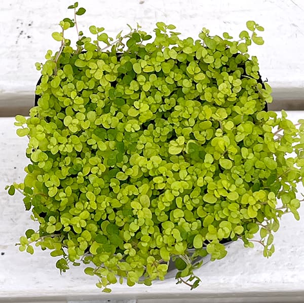 観葉植物 ベビーティアーズ ライトグリーン系3...の詳細画像5
