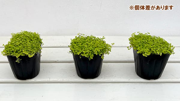 ベビーティアーズのおすすめ人気商品一覧 通販 - Yahoo!ショッピング