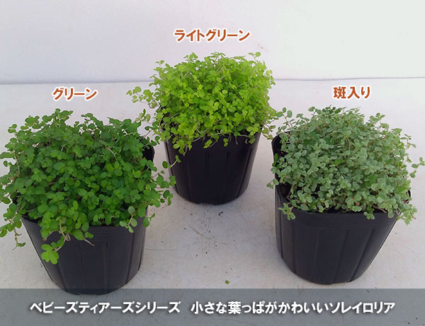 観葉植物 ベビーティアーズ ライトグリーン系3...の詳細画像3
