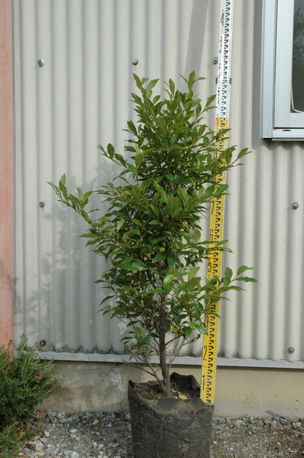 花木 庭木の苗/カラタネオガタマ：ポートワイン10号地中ポット植え樹高1m : 11679 : 園芸ネット - 通販 - Yahoo!ショッピング