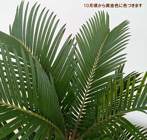 観葉植物/ソテツ：金環ソテツ 6号鉢植え : 116896 : 園芸ネット - 通販