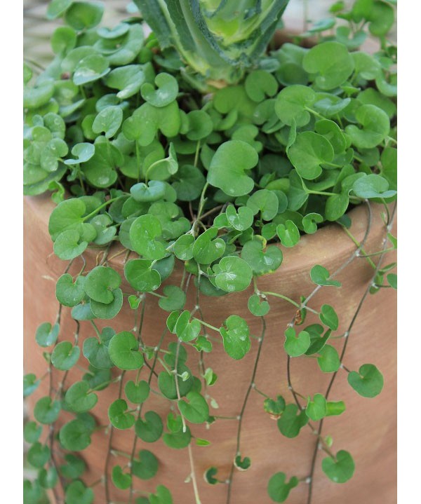 草花の苗 ダイコンドラ(ディコンドラ) エメラ...の詳細画像2