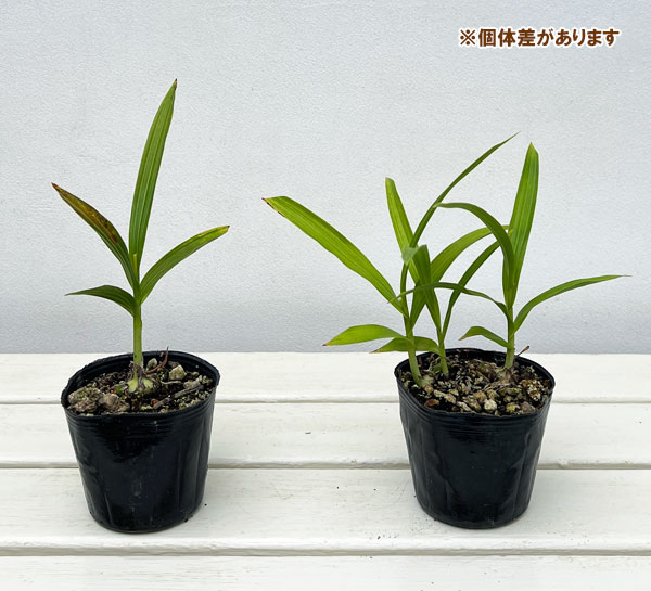 草花の苗 26年9月中下旬予約 シラン(紫蘭・...の詳細画像2
