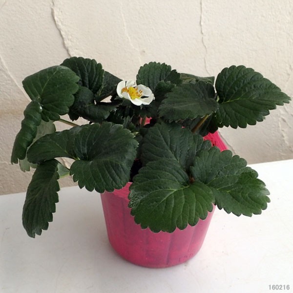 野菜の苗 イチゴ とうくん（桃薫）大苗4号ポット* |  | 01