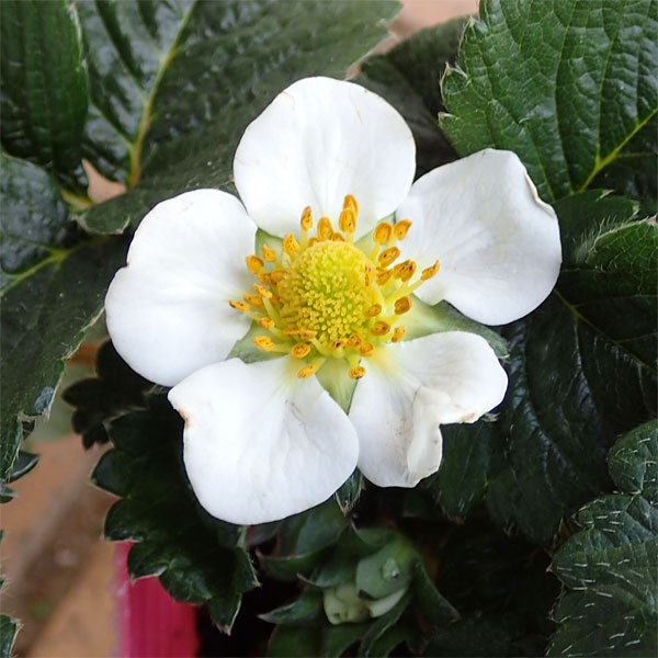 野菜の苗 イチゴ とうくん（桃薫）大苗4号ポット* |  | 02