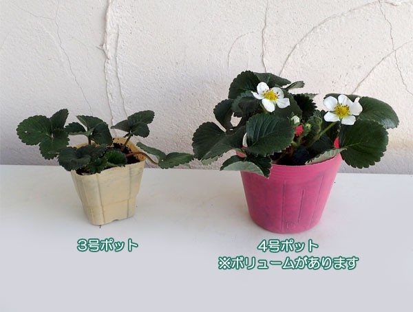 野菜の苗 イチゴ とうくん（桃薫）大苗4号ポット* |  | 03