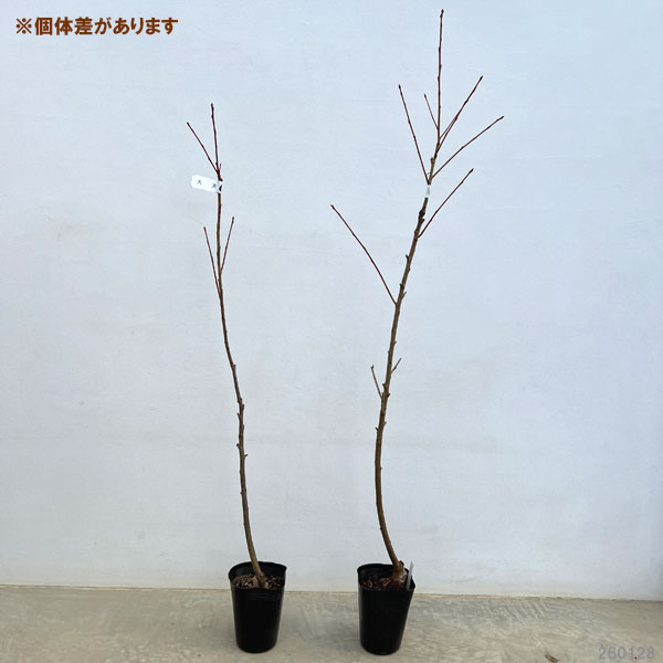 花木 庭木の苗 桜 大漁桜(タイリョウザクラ)...の詳細画像1
