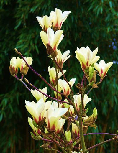花木 庭木の苗 26年10月中下旬予約 モクレ...の詳細画像4