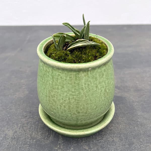 万年青 力和（観葉植物） | 花、ガーデニング のおすすめ人気商品一覧