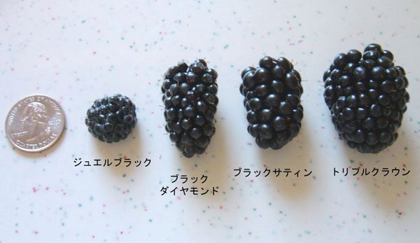 ブラックベリー 苗 トリプルクラウンの商品一覧 通販 - Yahoo!ショッピング