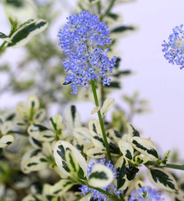 花木 庭木の苗 セアノサス クールブルー(斑入...の詳細画像4