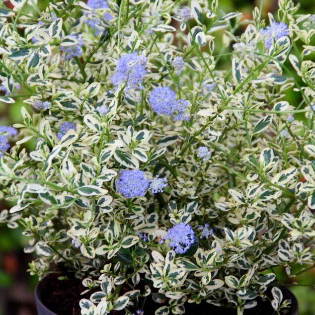 花木 庭木の苗 セアノサス クールブルー(斑入...の詳細画像5