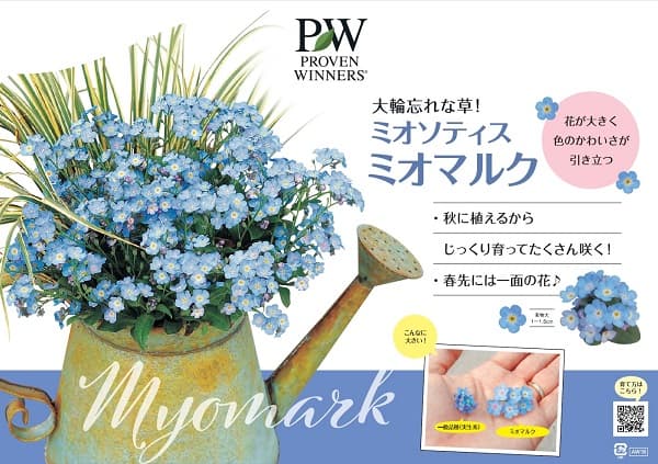 草花の苗 26年10月中下旬予約 ミオソティス...の詳細画像4