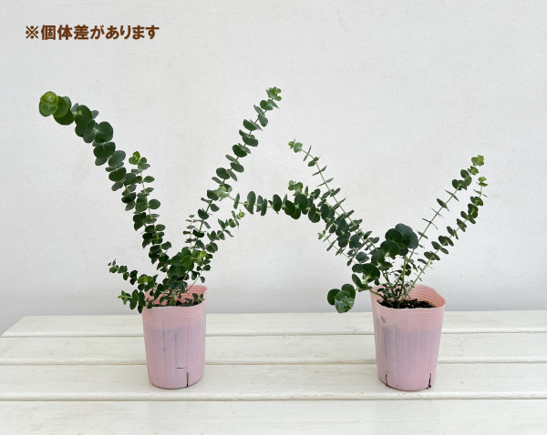 花木 庭木の苗 ユーカリ ベイビーブルー3-3...の詳細画像3
