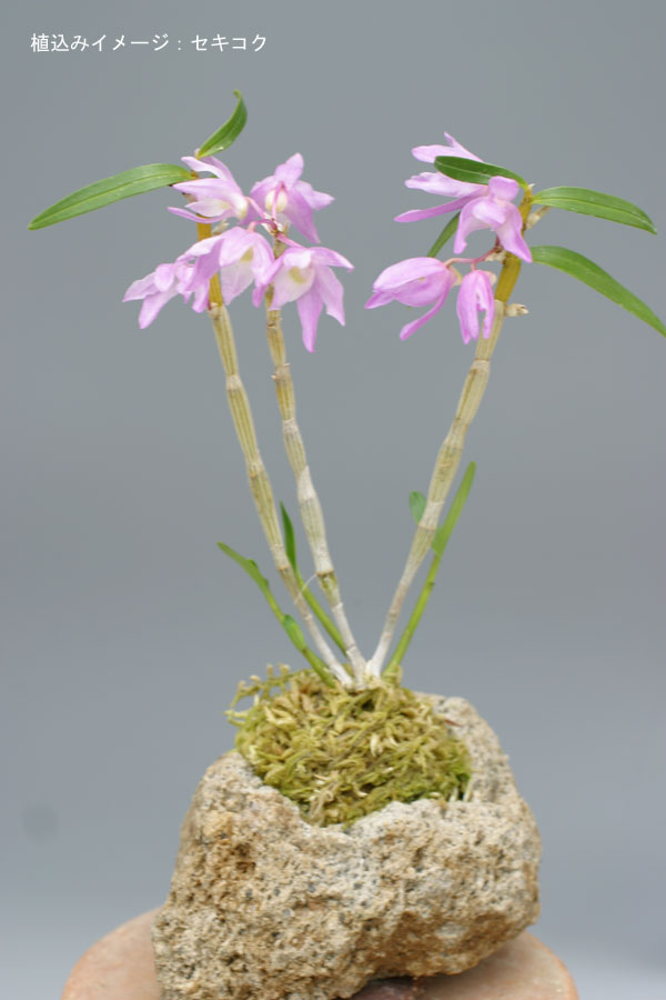 石鉢・山苔鉢・寄せ植え鉢２個 石鉢・山苔鉢・寄せ植え鉢2個