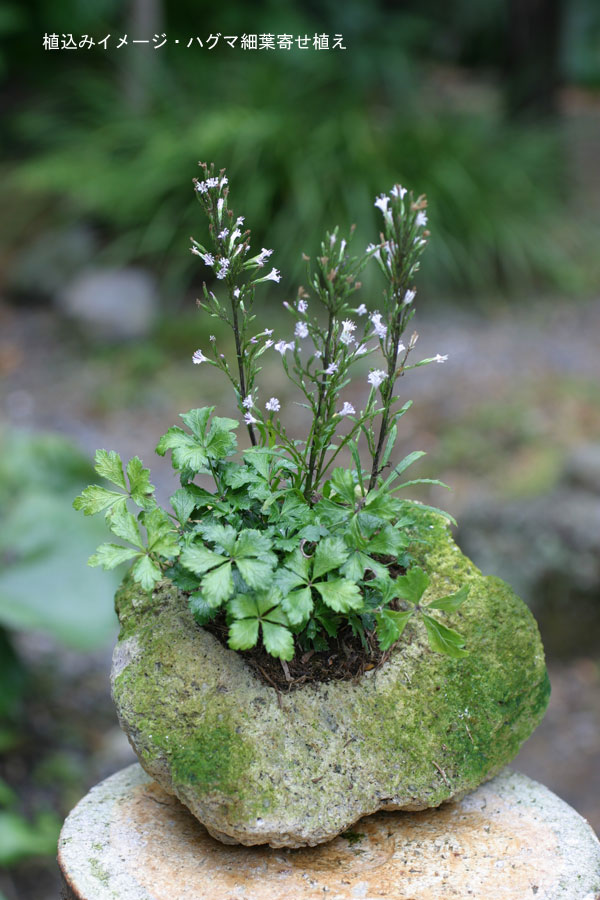 山野草鉢：さつま軽石鉢 3Lサイズ（4号苗用・寄せ植え用） : 119579 : 園芸ネット - 通販 - Yahoo!ショッピング