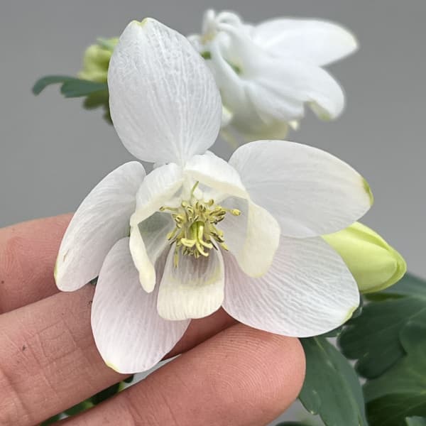 山野草の苗 ミヤマオダマキ(深山苧環) 白花3...の詳細画像2
