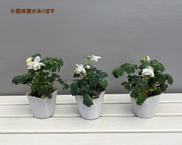 山野草の苗 ミヤマオダマキ(深山苧環) 白花3...の詳細画像3