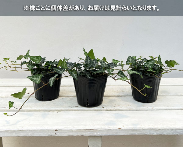 草花の苗 サマーセール ヘデラ キプロス3号ポットの詳細画像4