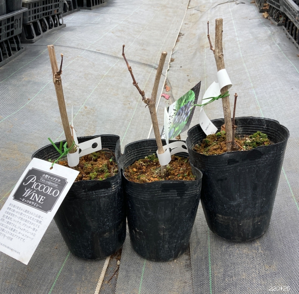 草藤　苗　10株　山葡萄苗木セット 草藤 苗 10株 山葡萄苗木セット 草藤 苗 10株 山葡萄苗木セット