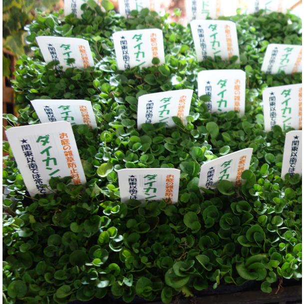 草花の苗/ダイカンドラ（ダイコンドラ）：緑葉3-3.5号ポット 12株セット 送料無料｜engei｜04