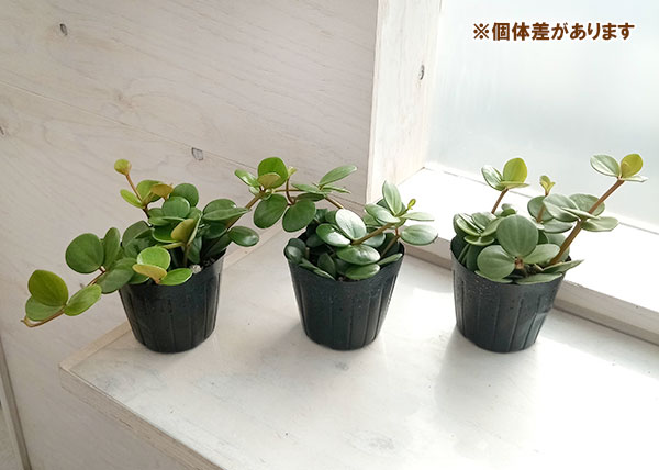 観葉植物 ぺぺロミア ：ホープ3号ポット い出のひと時に、とびきりの