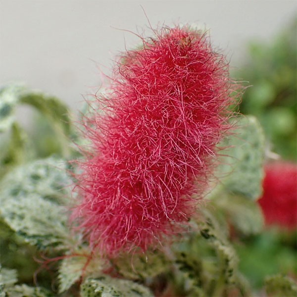 草花の苗 アカリファ キャッツテール(斑入り)...の詳細画像1
